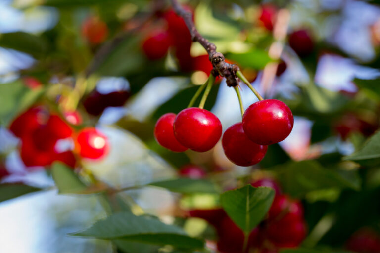 Rote Sauerkirschen am Baum.